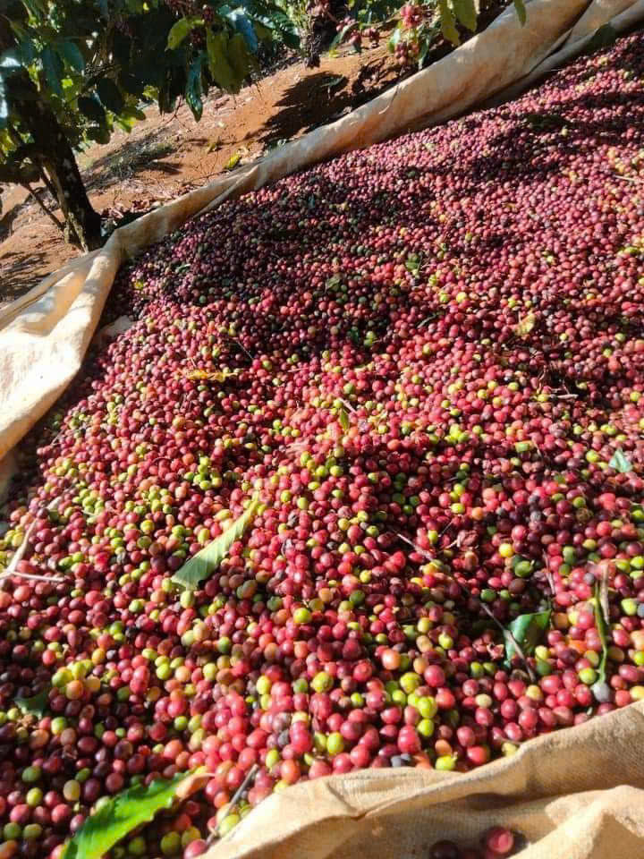 Coffee cherries on a large sack in a coffee plantation
