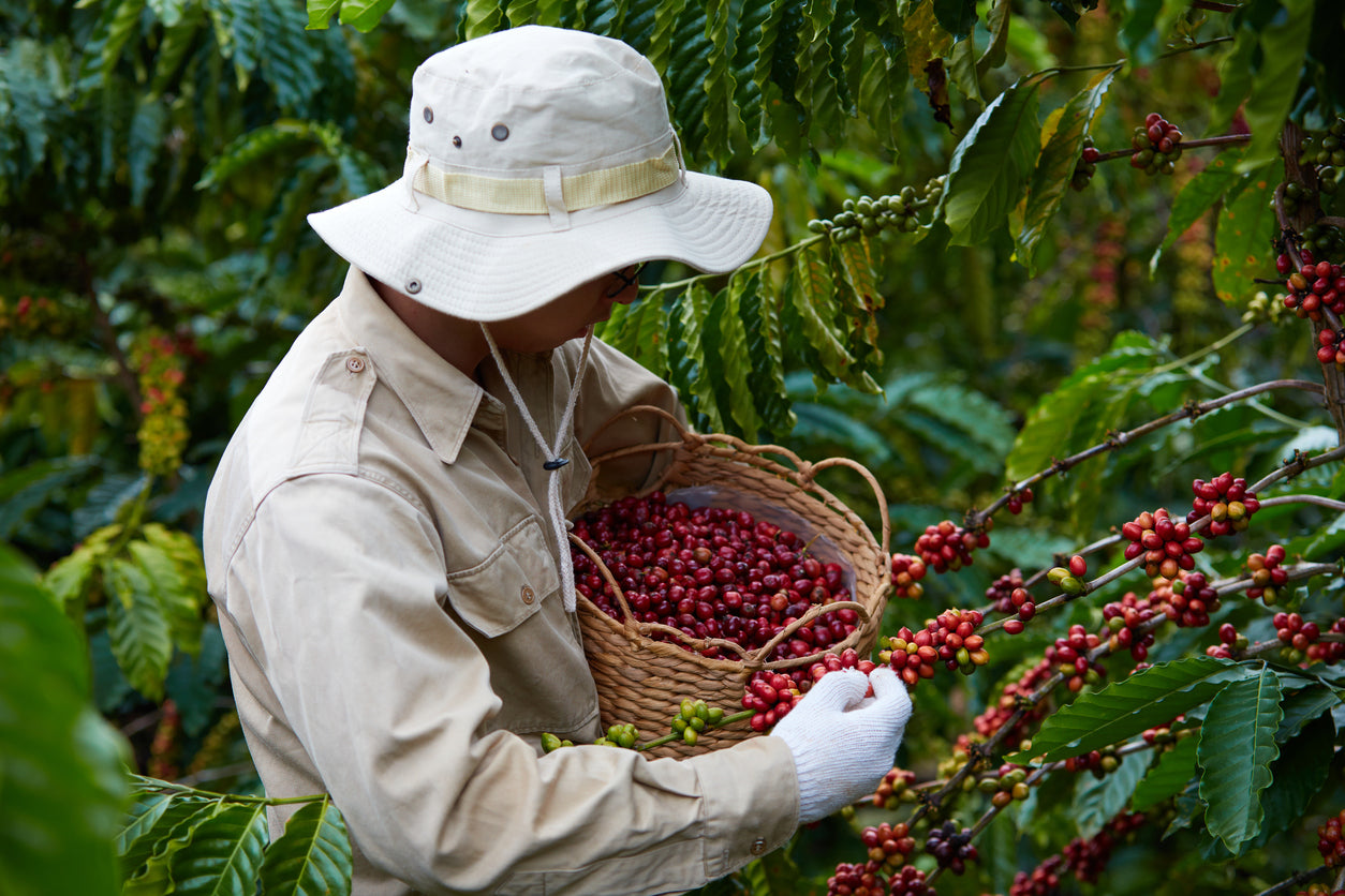 Person harvesting coffee beans from a tree