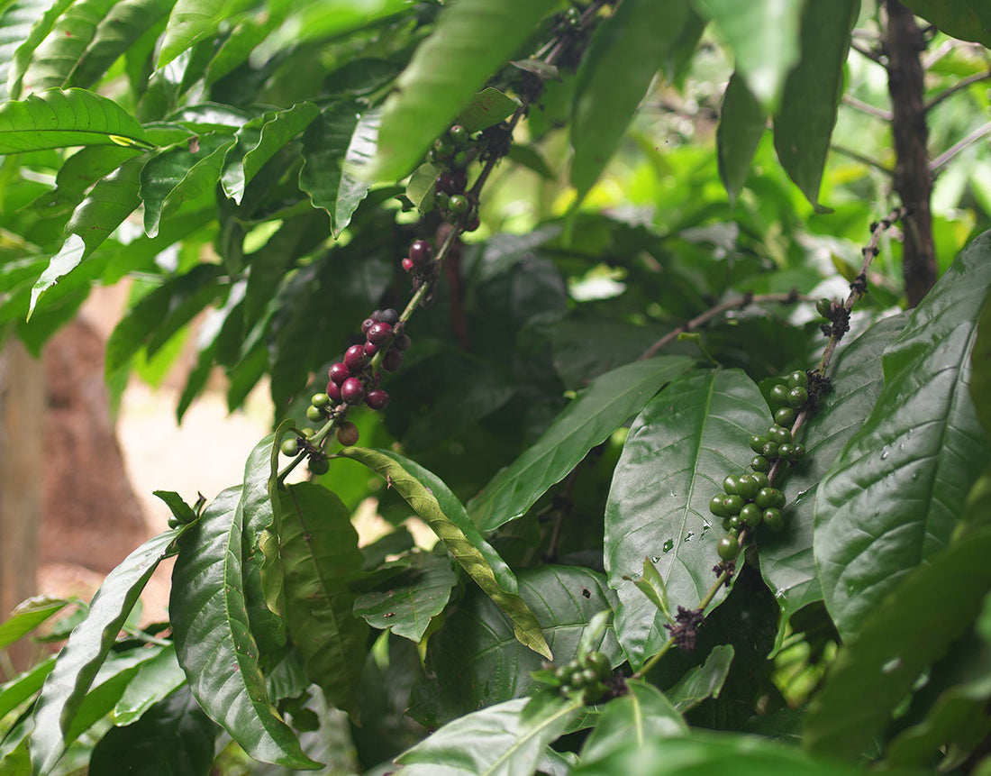 Sustainable by Nature: The Rise of Liberica