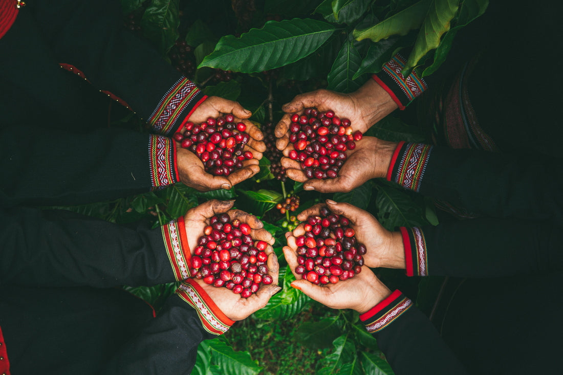 A Vietnamese Coffee Story: The Beans, The Filter, and the Slow Drip