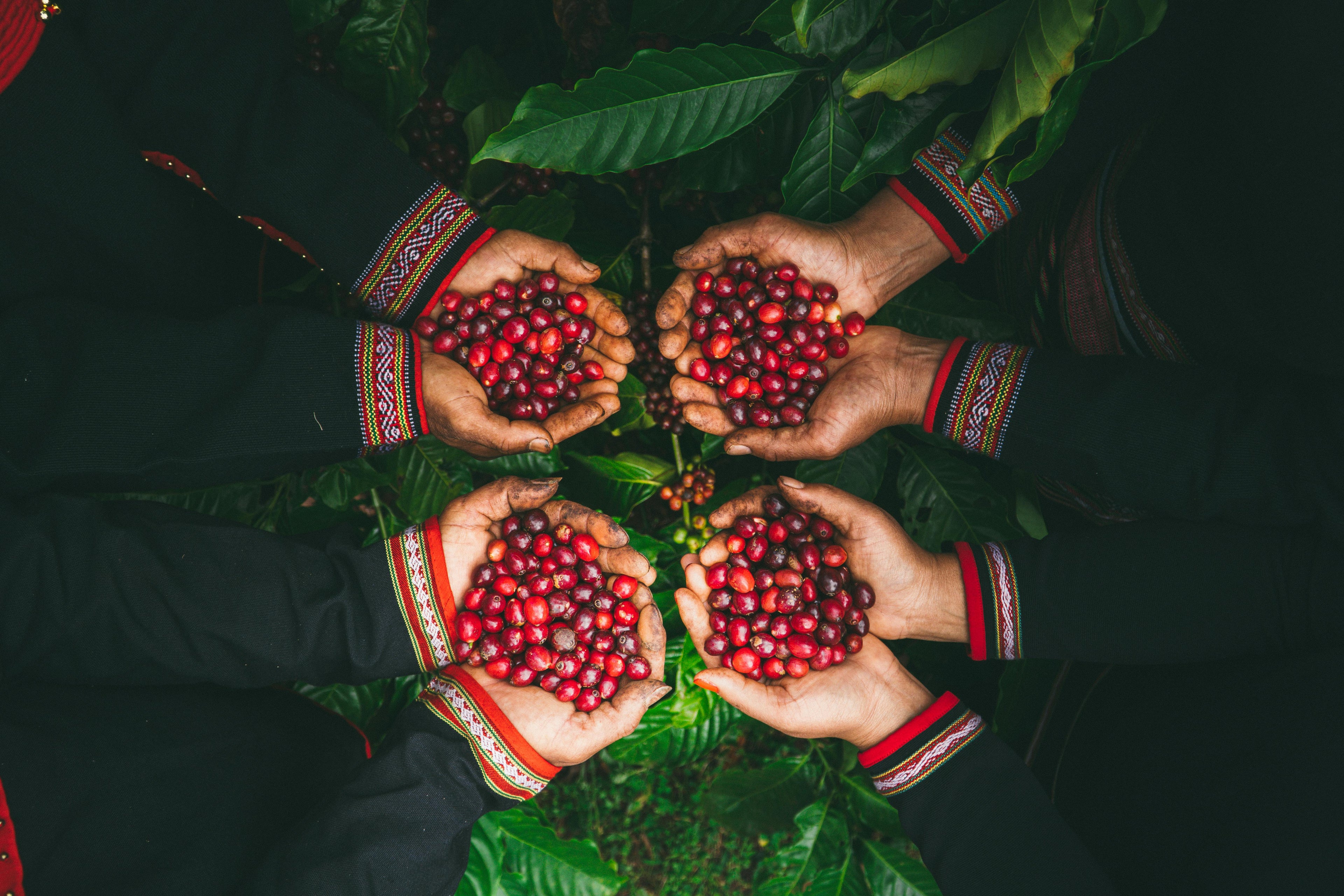 A Vietnamese Coffee Story: The Beans, The Filter, and the Slow Drip
