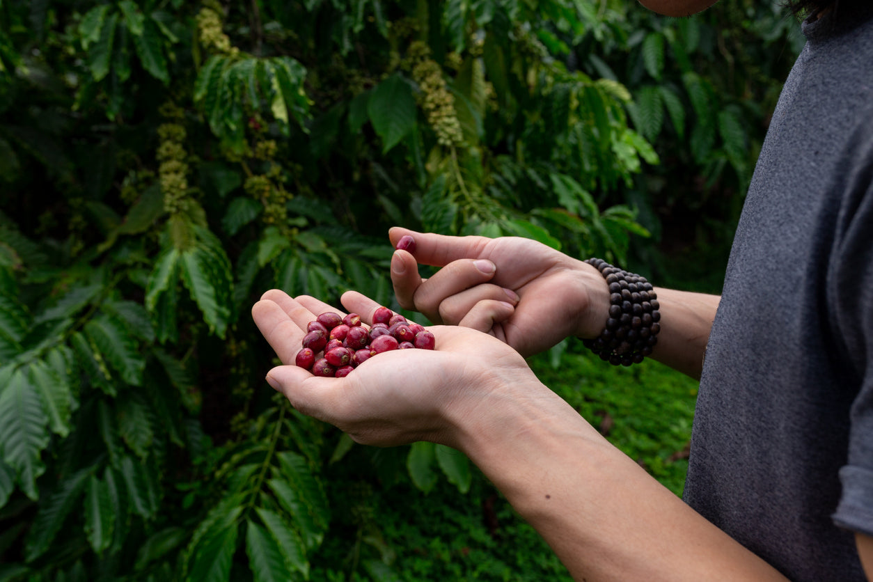 Person holding red coffee berries with coffee plants in the background